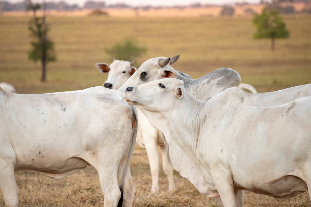 istock Adult cow with selective focus 1331544993