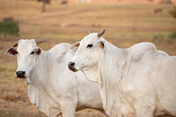 istock Adult cow with selective focus 1331545003