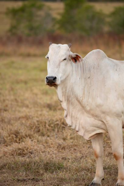 istock Adult cow with selective focus 1331545061