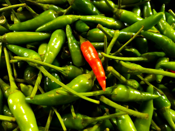 Close up one red chili on top of lots of fresh green chilies.