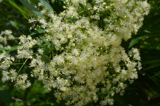 istock Tall meadow-rue flowers 1331546199