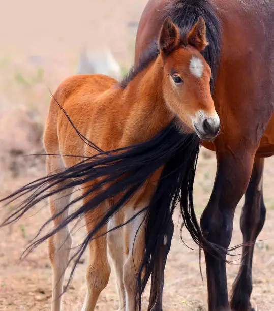 A wild mustang horse stand behind his mother while her tail blows in front of him.