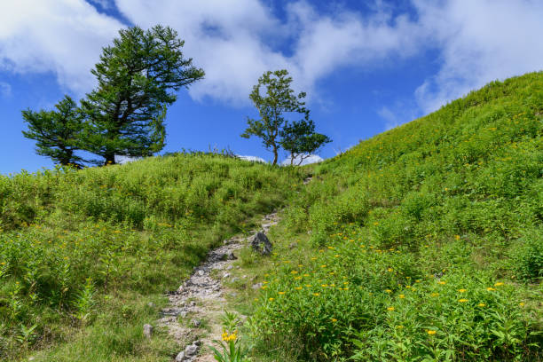 istock The mountain trail in Mt. Nikkoshirane 1331548413