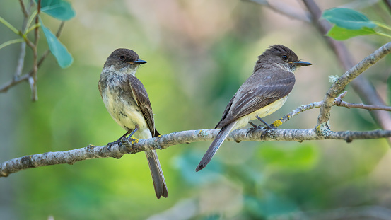 eastern phoeboe bird pair