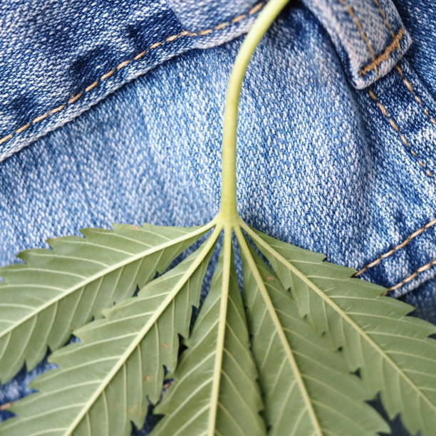 istock Industrial hemp leaf on jeans fabric 1331551244