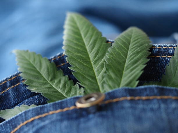 istock Industrial hemp leaf on jeans fabric 1331551251