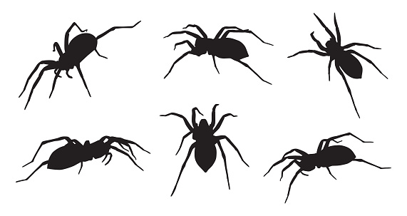 Vector illustration of six spider silhouettes on a white background.