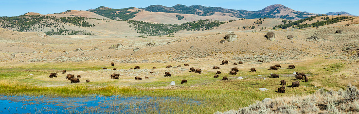 The American bison or bison (Bison bison), also commonly known as the American buffalo or simply buffalo, found in Yellowstone National Park and in a large herd grazing.
