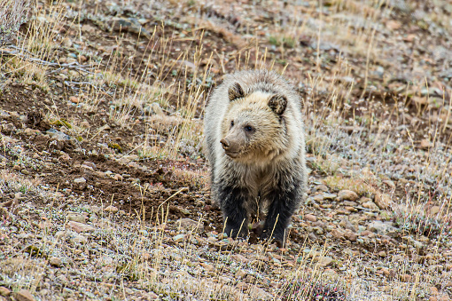 A young bear foraging for food with its mother in a field. The grizzly bear (Ursus arctos) is any North American subspecies of brown bear, including the mainland grizzly (Ursus arctos horribilis found in Yellowstone National Park.