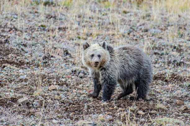 The grizzly bear (Ursus arctos) is any North American subspecies of brown bear, including the mainland grizzly (Ursus arctos horribilis found in Yellowstone National Park. A female in a field digging for grubs and bulbs. el oso pardo (ursus arctos) es una subespecie norteamericana de oso pardo, incluyendo el grizzly continental (ursus arctos horribilis que se encuentra en el parque nacional de yellowstone. una hembra en un campo cavando en busca de larvas y bulbos.