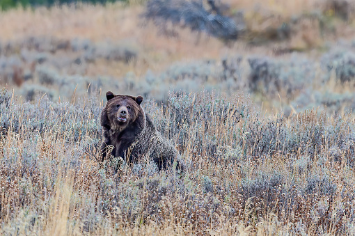 The grizzly bear (Ursus arctos) is any North American subspecies of brown bear, including the mainland grizzly (Ursus arctos horribilis found in Yellowstone National Park. A female in a field digging for grubs and bulbs.