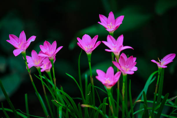 primo piano rain lily (zephyranthes) - zephyranthes lily foto e immagini stock