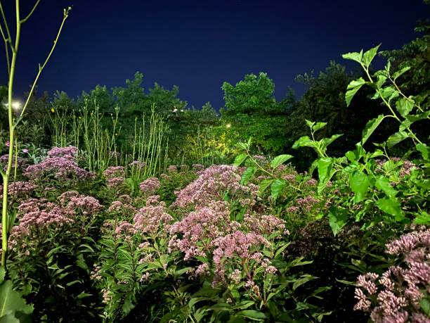 Flowering Plants against a Cobalt Sky