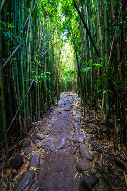 istock Bamboo forest trail in Maui 1331557854
