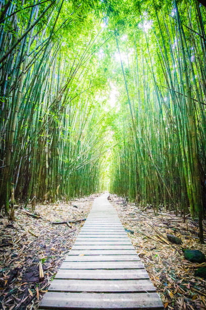 Wooden pathway through tall bamboo forest. Shot in Hawaii.