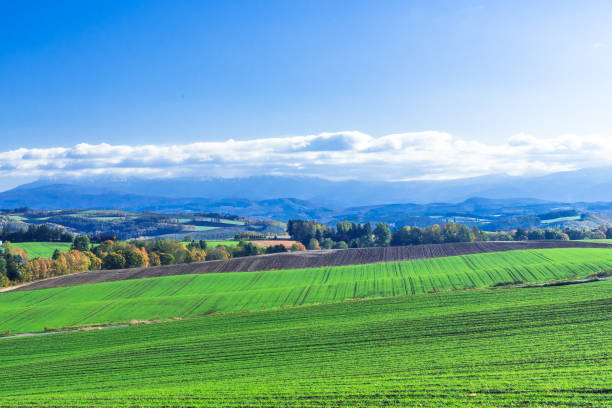 istock Run around Furano in autumn 1331559000