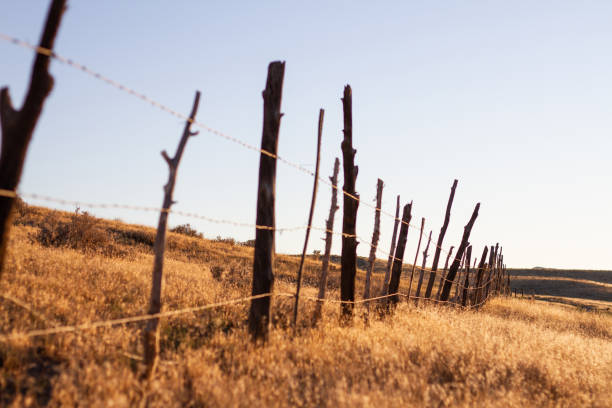 istock Golden grass fence 1331559855