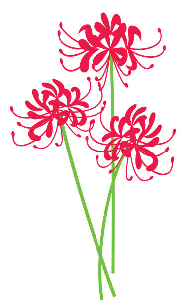 Red cluster amaryllis of the autumn equinoctial week. This is an illustration of flower. red spider lily stock illustrations