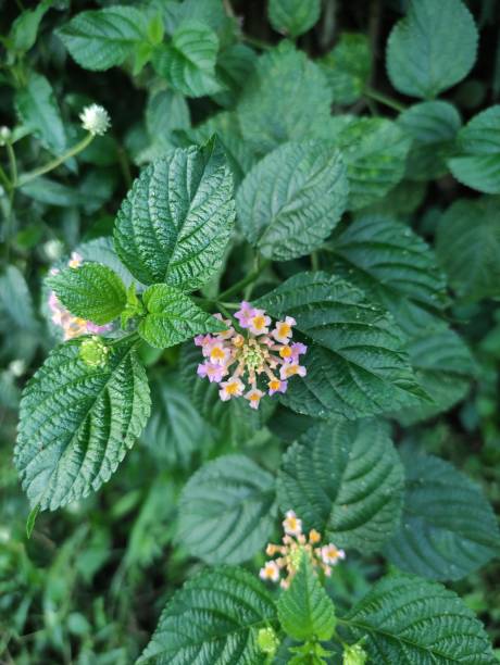istock small wild flowers in the garden 1331564668