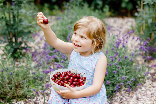 Portrait of a cute little girl holding bowl of cherries. Concept of healthy eating.