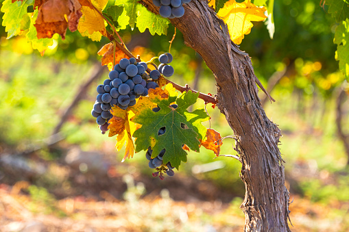 Closeup view of bunches of ripe wine grapes in colorful autumn leaves. Selective focus. Israel