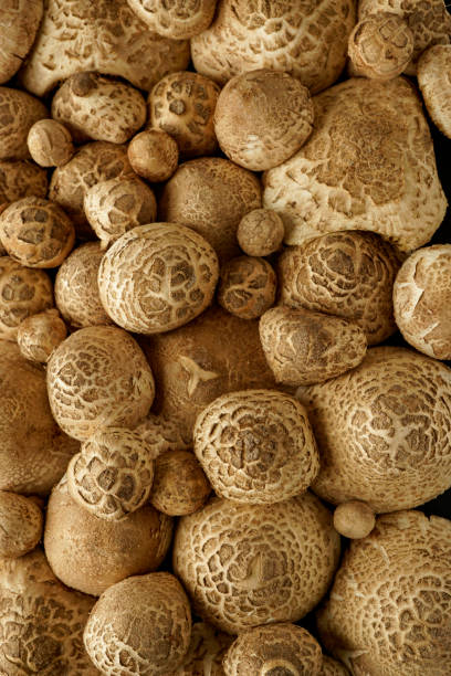 istock Tropical Fungi with its beautiful patterns and designs on a black background Asia 1331568521