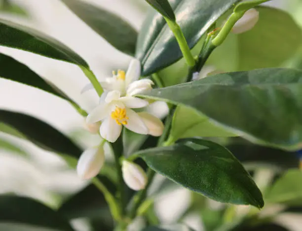 Kumquat tree blossom in summer