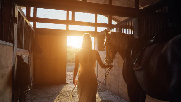 istock Lady model silhouette walks with horse along stable to gate 1331573356