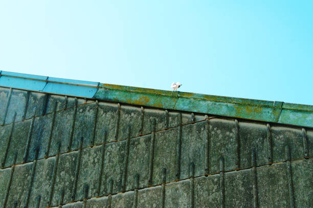 istock Abstract bird on a grungy green roof 1331574095