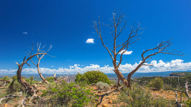 Vista Scenic View from Mesa Verde Colorado