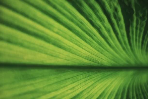 peaceful and restoration concept. soft focus green leaf texture for inspiration and copy space background. ecology environment relaxing mind theme. peaceful and restoration concept. forest bathing photos stock pictures, royalty-free photos & images