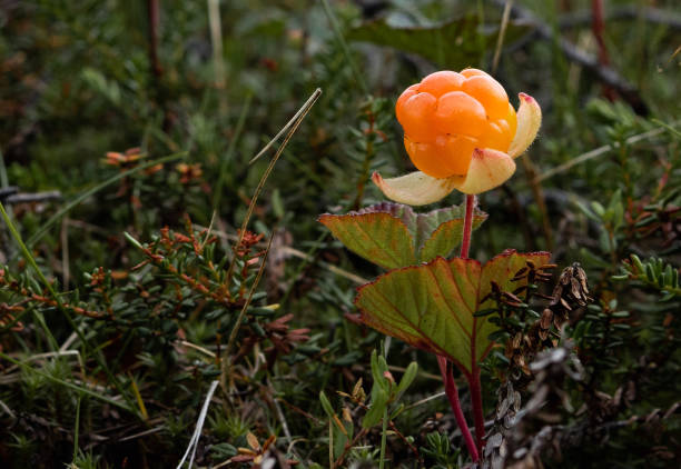 cloudberry - norrland fotografías e imágenes de stock