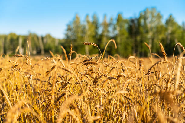 orejas amarillas de cebada cerca de tiro, campo agrícola con el bosque como fondo - barley grass crop field fotografías e imágenes de stock