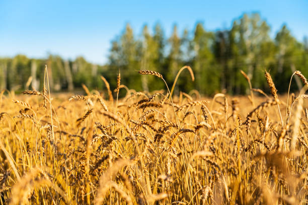 보리 옐로우 이어 클로즈업 샷, 배경으로 숲과 농업 필드 - non urban scene barley cereal plant straw 뉴스 사진 이미지
