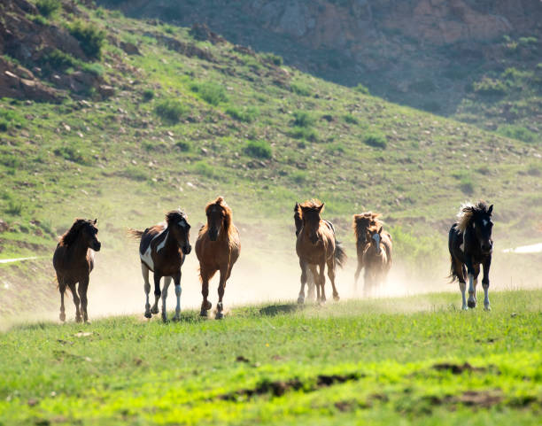 istock Horses galloping on a mountain meadow 1331579755