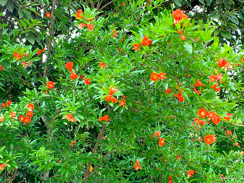 Punica granatum, or commonly called pomegranate, is shrub or small tree, native to south-western Asia. Pomegranate tree bears red flowers, which turn into fruits having seeds with juicy red pulp in a tough brownish-red rind. Pomegranate plant may be single- or double-flowering with double flowers resembling carnation flowers