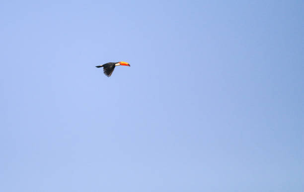istock Toco Toucan in The Pantanal, Brazil 1331580975