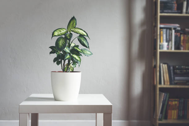 istock Dieffenbachia or Dumb cane plan 1331581109