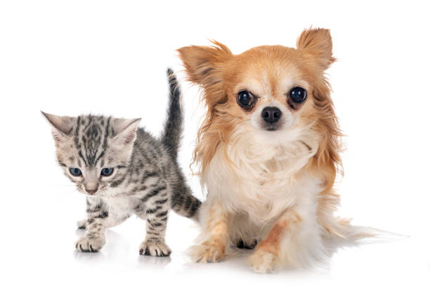 istock bengal kitten and chihuahua 1331581392