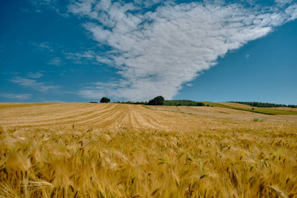 istock Magnificent yellow wheat berry agricultural field 1331582212