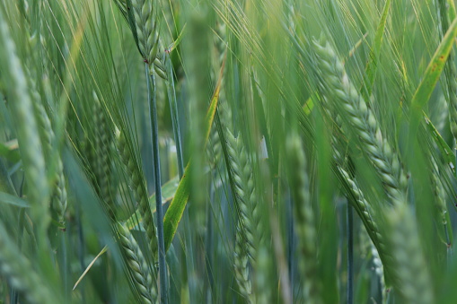 Close up of green crops in field