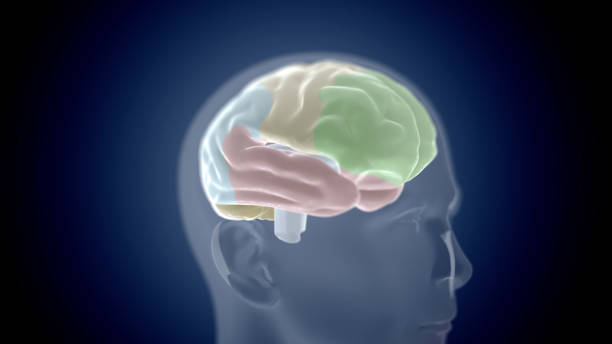 istock 3d illustration of human head with brain hologram. 1331582482