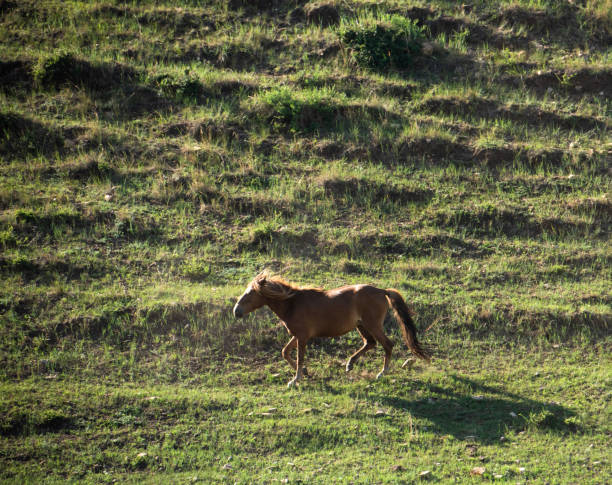 istock There was a lonely horse in a mountain pasture 1331583856