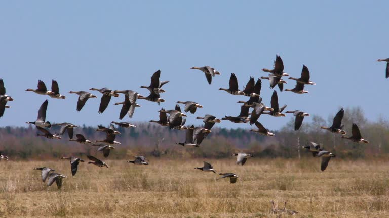 Seasonal flight of a flock of wild gray geese.