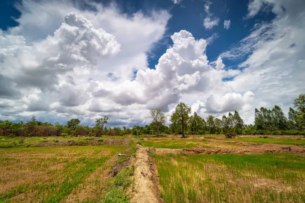Ricepaddy Landscape, acriculture field with cumulus clouds