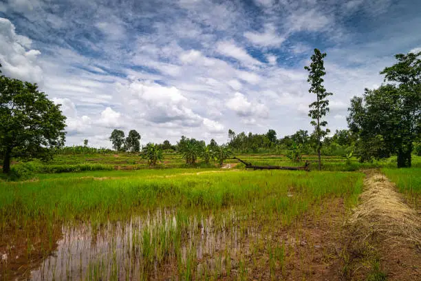 Ricepaddy Landscape, acriculture field with cumulus clouds