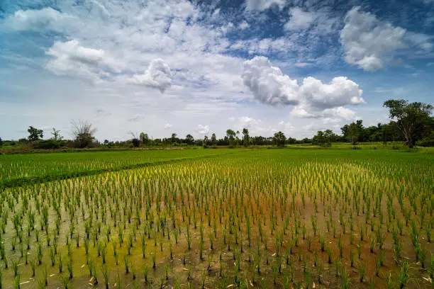 Ricepaddy Landscape, acriculture field with cumulus clouds