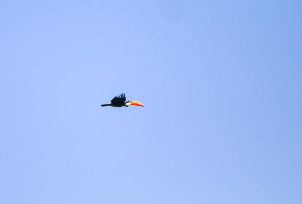 istock Toco Toucan in The Pantanal, Brazil 1331585100
