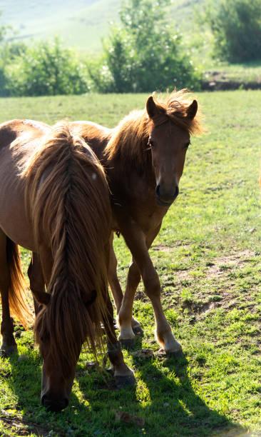 istock Two horses live in harmony on the mountain grassland 1331586453