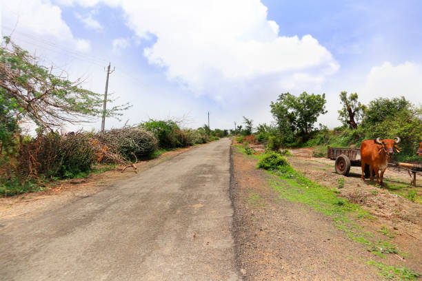 rural area road and Bullock cart Gir forest , GUJARAT, INDIA, 25 April 2021 cattle at their village at afternoon, daily lifestyle in rural area road in Gujarat. bullock cart india stock pictures, royalty-free photos & images